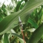 PE-PSP01  Yara植物彭压监测系统