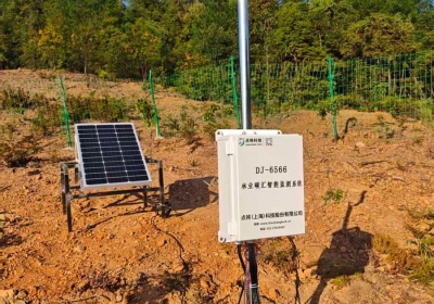 给树木戴上“智能手环”，林业碳汇实现智能实时监测