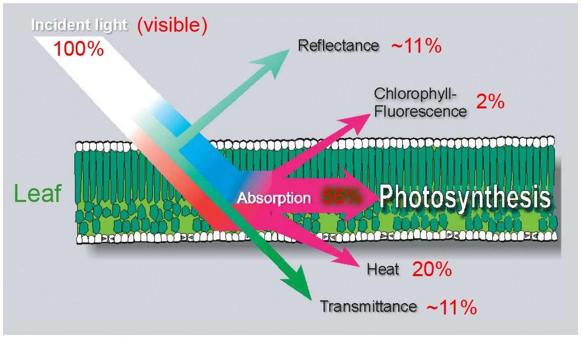 叶绿素荧光监测系统