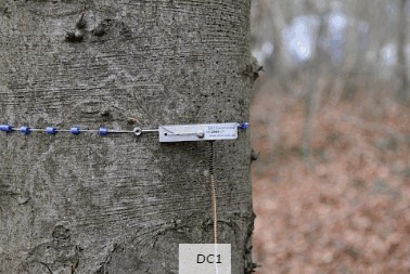 周长生长测量传感器 周长生长测量传感器