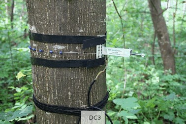 周长生长测量传感器 周长生长测量传感器