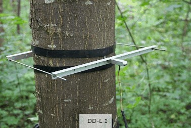 直径生长测量传感器