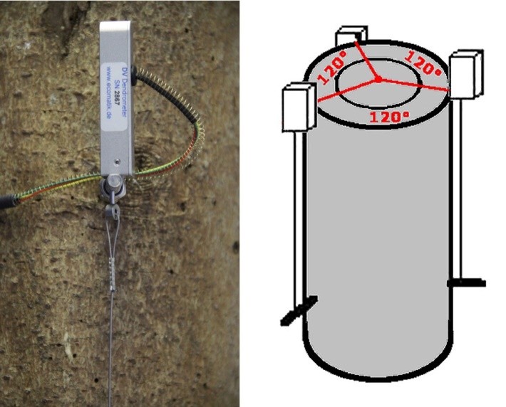 茎秆纵向变化测量传感器 茎秆纵向变化测量传感器