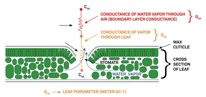 叶片气孔示意图