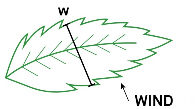 叶片测量示意图