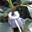 SF-4T包裹式茎干液流传感器