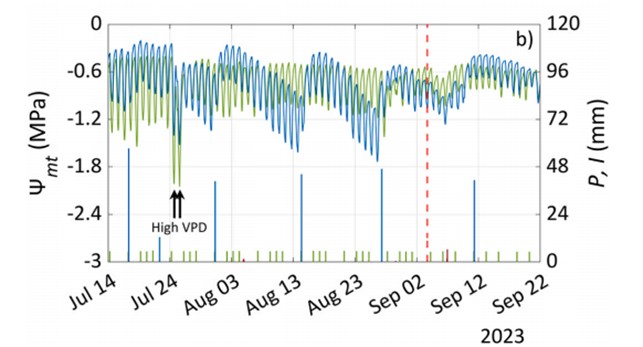柑橘（橘子）果园的连续水势监测