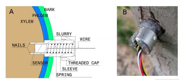 葡萄藤水分胁迫响应策略的早期探测